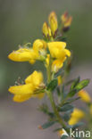 Stekelbrem (Genista anglica)