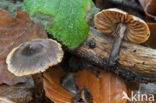 Star Fibrecap (Inocybe asterospora)
