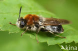 long-horned general (Stratiomys longicornis)