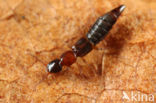 Sunius bicolor