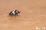 varied carpet beetle (Anthrenus verbasci)