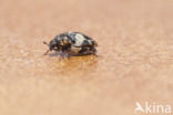 varied carpet beetle (Anthrenus verbasci)