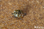 varied carpet beetle (Anthrenus verbasci)