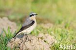 Tapuit (Oenanthe oenanthe)
