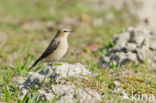 Tapuit (Oenanthe oenanthe)