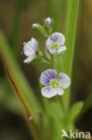 Thyme-leaved Speedwell (Veronica serpyllifolia)