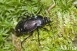 Tuinschalebijter (Carabus nemoralis)