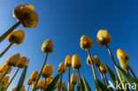 Tulip (Tulipa)