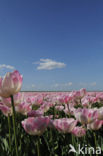 Tulip (Tulipa)