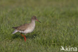 Common Redshank (Tringa totanus)