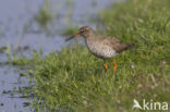Common Redshank (Tringa totanus)