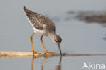 Common Redshank (Tringa totanus)