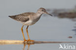 Common Redshank (Tringa totanus)