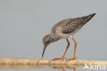 Common Redshank (Tringa totanus)