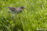 Common Redshank (Tringa totanus)