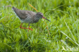 Common Redshank (Tringa totanus)