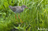 Common Redshank (Tringa totanus)