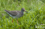 Common Redshank (Tringa totanus)