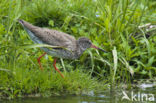 Common Redshank (Tringa totanus)