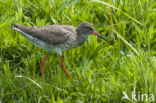 Common Redshank (Tringa totanus)