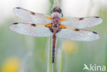 Viervlek (Libellula quadrimaculata)