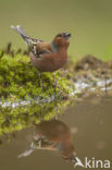 Vink (Fringilla coelebs)