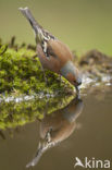 Vink (Fringilla coelebs)