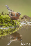 Vink (Fringilla coelebs)