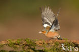 Vink (Fringilla coelebs)