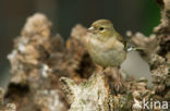 Vink (Fringilla coelebs)