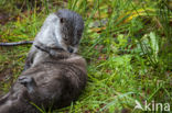 European Otter (Lutra lutra)