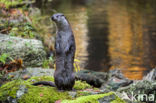 European Otter (Lutra lutra)