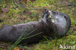 Visotter