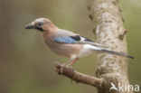 Vlaamse Gaai (Garrulus glandarius)