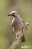 Vlaamse Gaai (Garrulus glandarius)