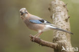 Vlaamse Gaai (Garrulus glandarius)