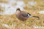 Vlaamse Gaai (Garrulus glandarius)