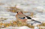 Vlaamse Gaai (Garrulus glandarius)