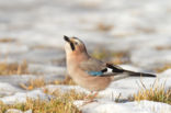 Vlaamse Gaai (Garrulus glandarius)