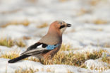 Eurasian Jay (Garrulus glandarius)