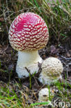 Fly agaric (Amanita muscaria)