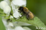 Vosje (Andrena fulva)