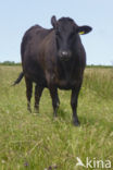 Wagyu rund (Bos Domesticus)