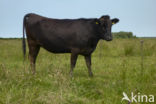 Wagyu rund (Bos Domesticus)