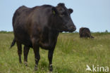 Wagyu cow (Bos Domesticus)