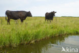 Wagyu cow (Bos Domesticus)