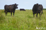 Wagyu cow (Bos Domesticus)