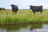 Wagyu cow (Bos Domesticus)