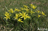 Meadow Gagea (Gagea pratensis)