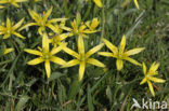 Meadow Gagea (Gagea pratensis)